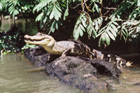 Crocodile - Caño Negro